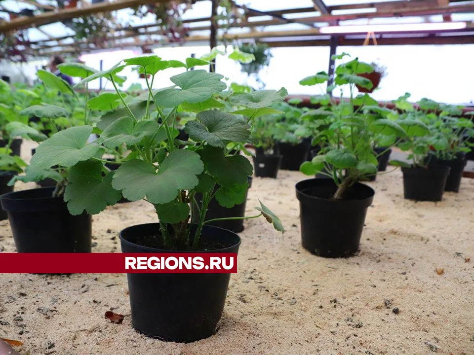 Фото: Максим Лысов