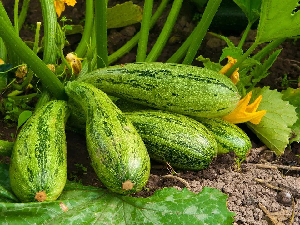 Фото: istockphoto.com