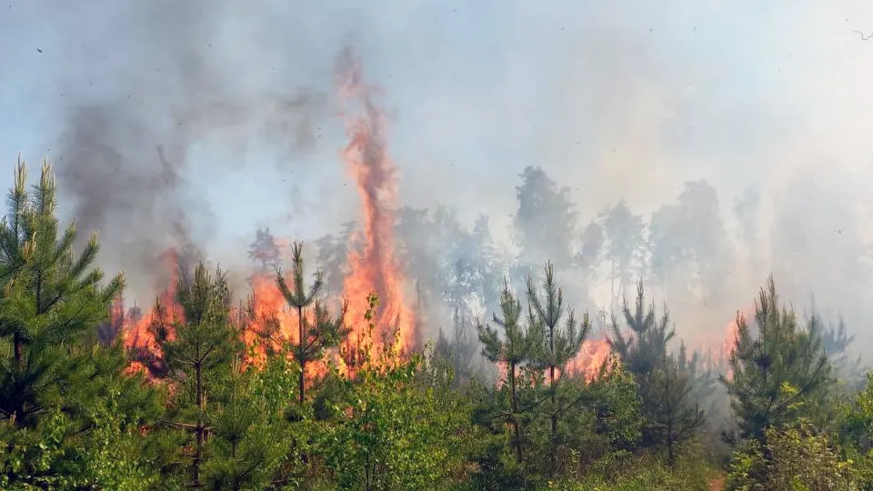 Фото: Комитет лесного хозяйства Московской области