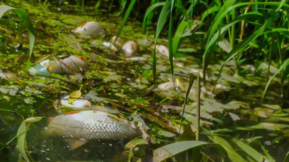 Фото: t.me/kraftyou