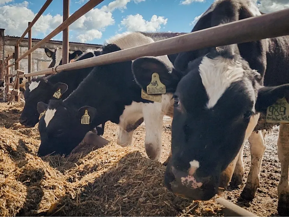 Фото: Ольга Антонова