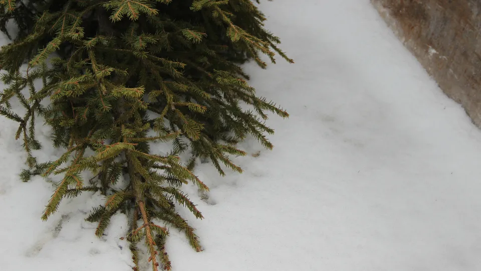 Фото: REGIONS/Василий Тремасов