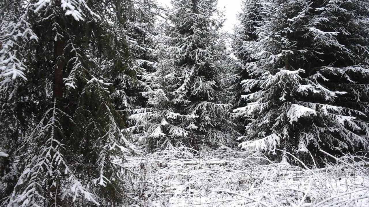 Комитет лесного хозяйства Московской области