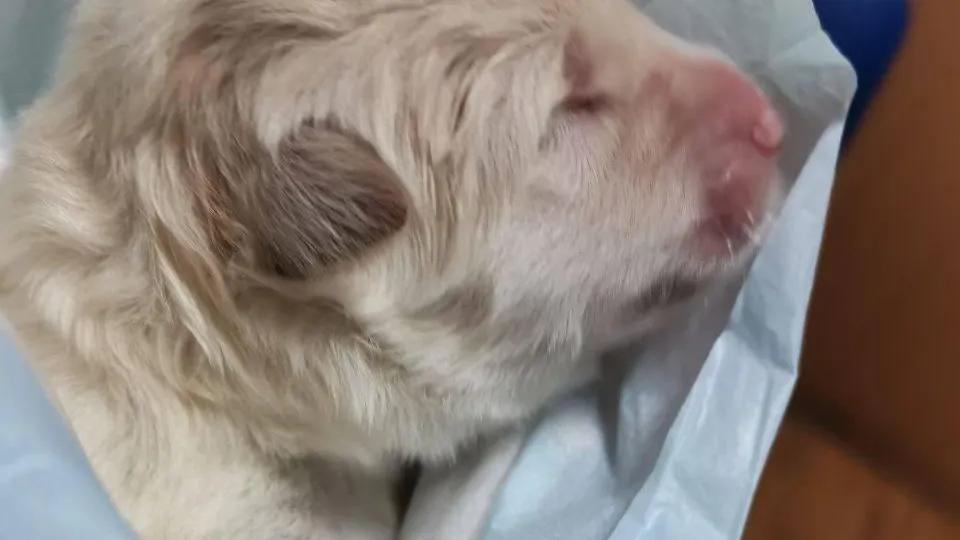 Фото: Министерство сельского хозяйства и продовольствия МО