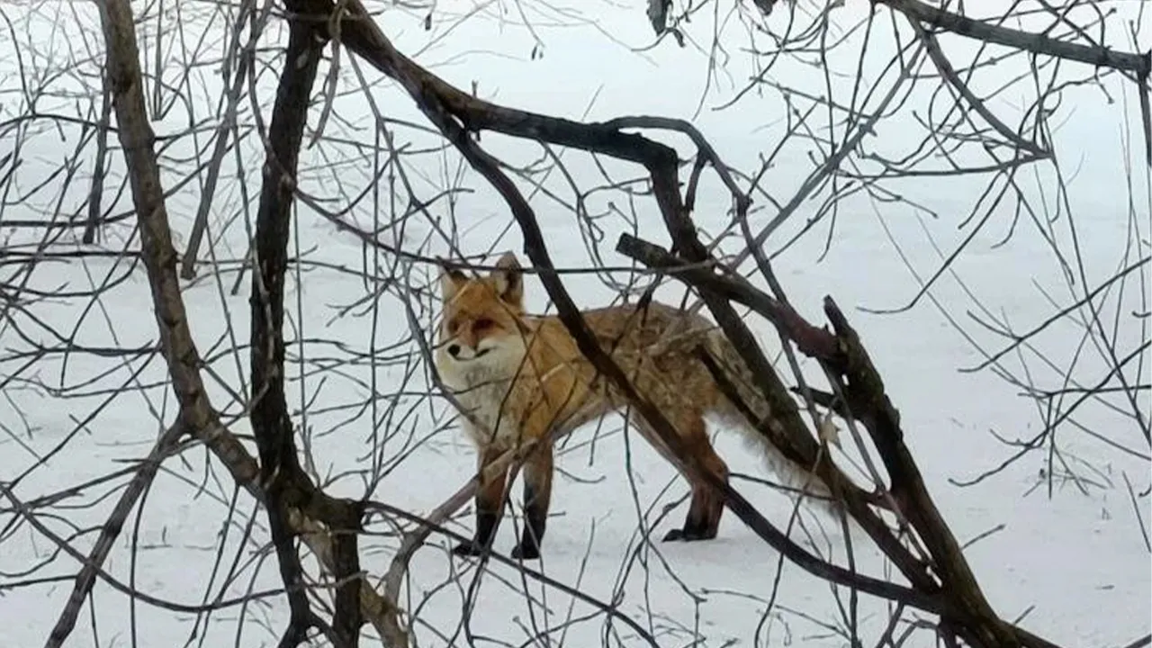 t.me/viktorpetruchenko_chat