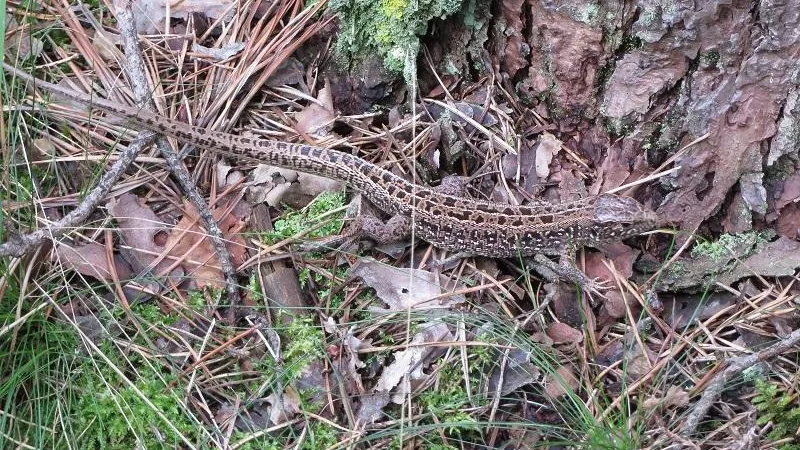 П. Воеводин