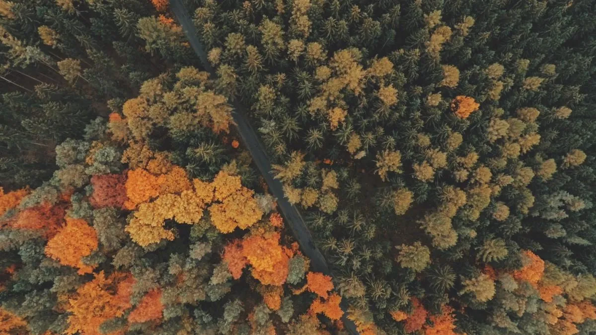 Фото: pxhere.com