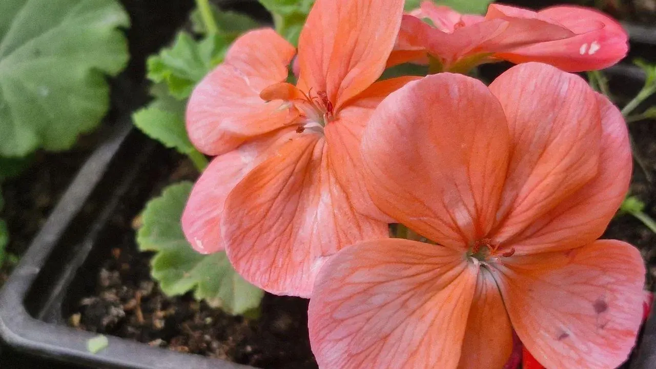 REGIONS/Наталия Надточая