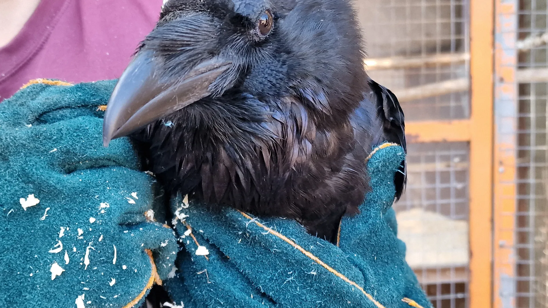 Фото: МедиаБанк Подмосковья/Виктория Фортуна