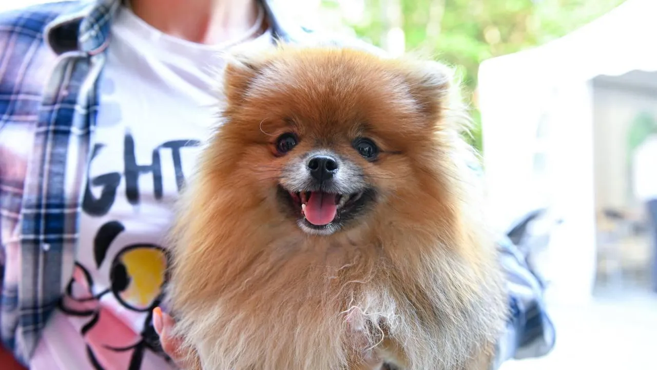 Пресс-служба администрации городского округа Химки