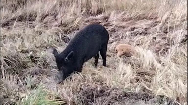 Та самая свинка. Скриншот из видео в ТГ-канале "Подмосковье №1"