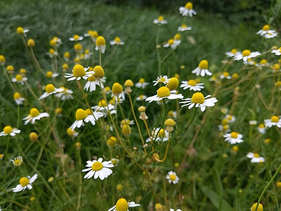 Фото: commons.wikimedia/T. Kebert