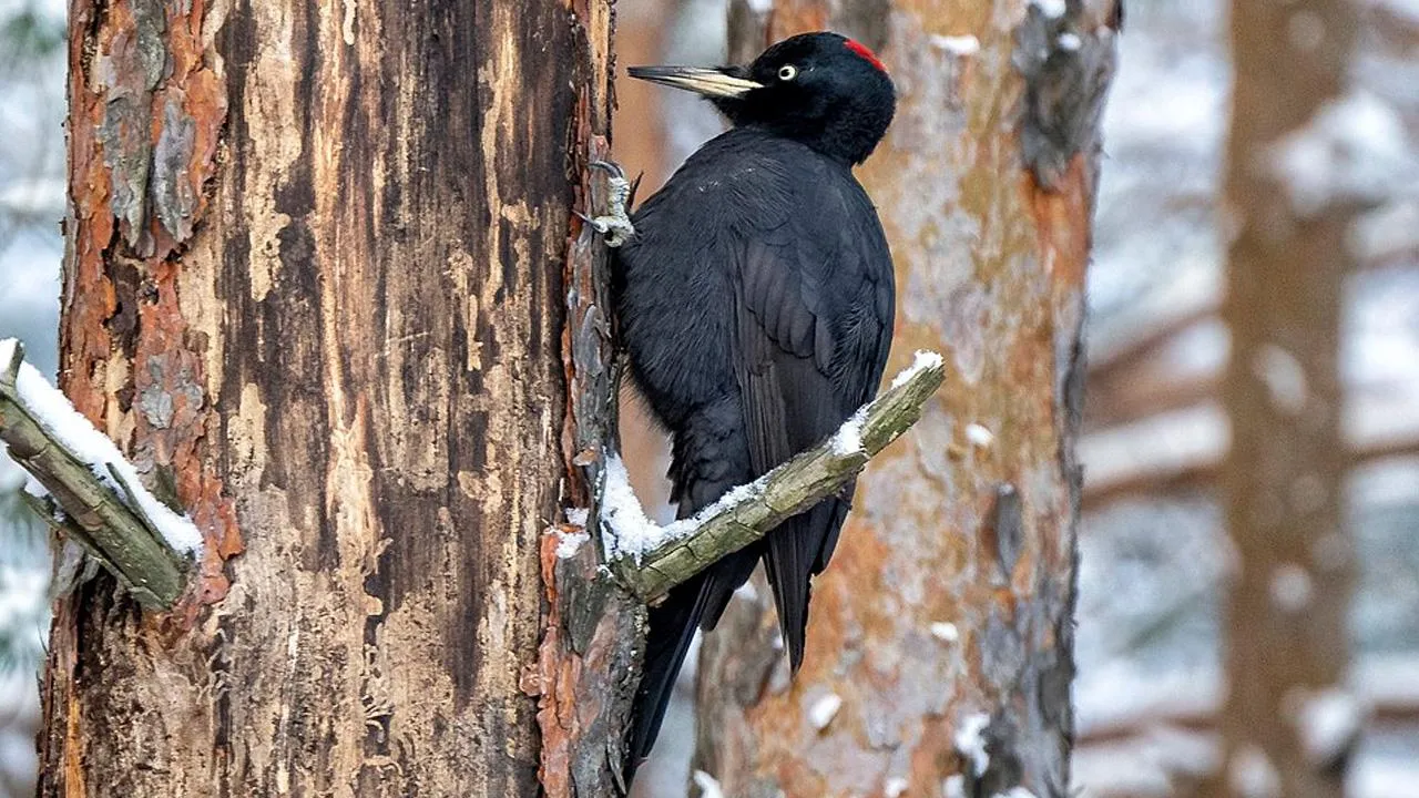 commons.wikimedia/Лухсвет