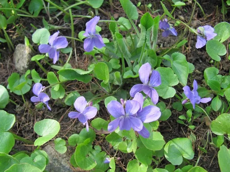 Фото: Н. Октябревая