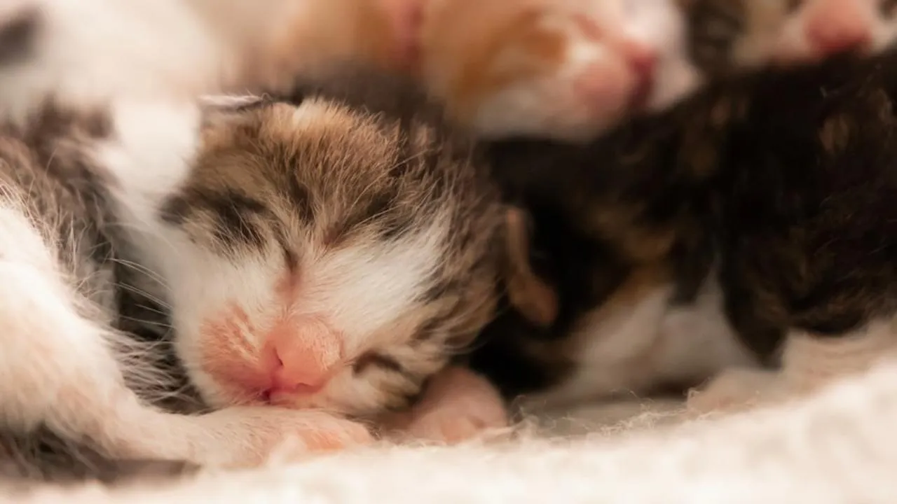 istockphoto.com/Ozenc Deniz Yalcin