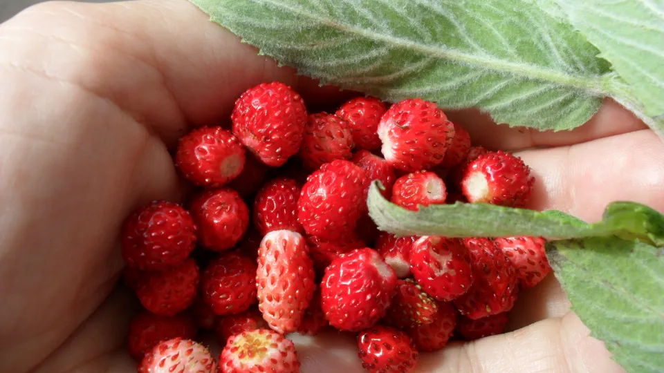 Фото: pxhere.com