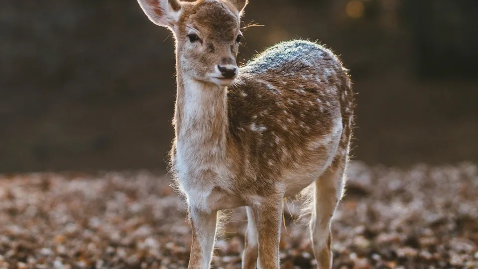 Фото: pxhere.com