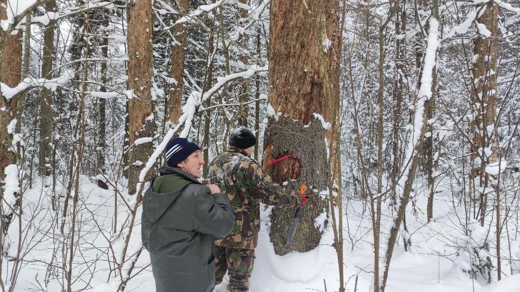 Комитет лесного хозяйства Московской области