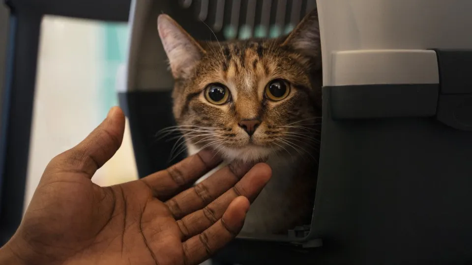 Фото: freepik.com