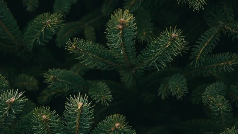 В Подмосковье подготовили список мест, где принимают новогодние елки на переработку