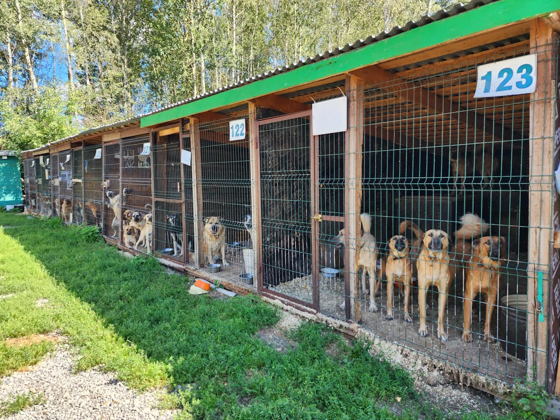 Для того, чтобы забрать собаку, нужно быть готовым к ответственности.