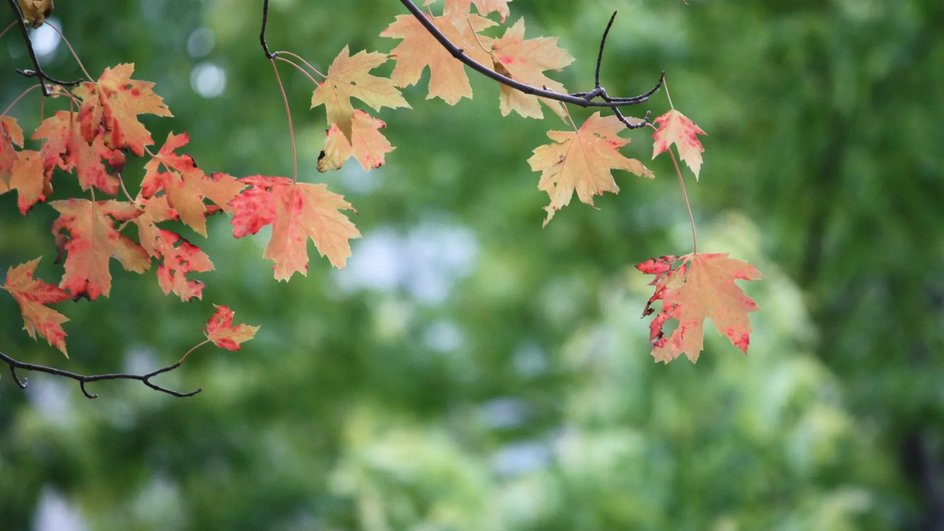 Фото: pxhere.com