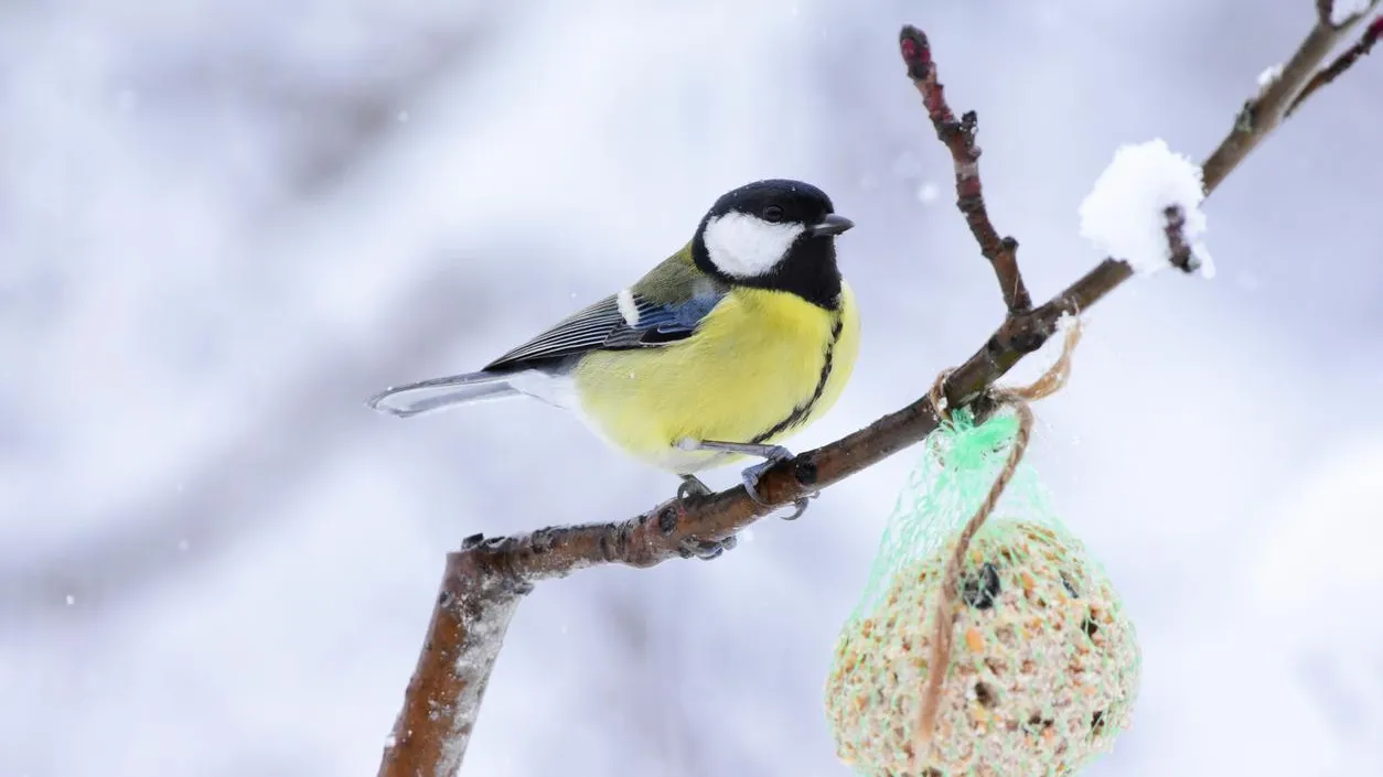 Не грызун, а пернатый сосед: на высоте 24 этажа в Реутове из вентиляции вызволили синицу