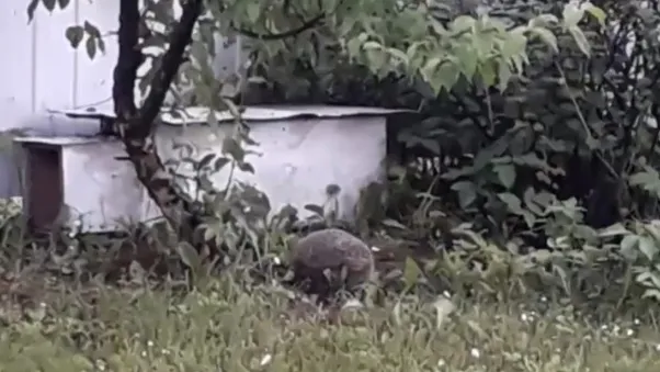 Фото: t.me/istra_go