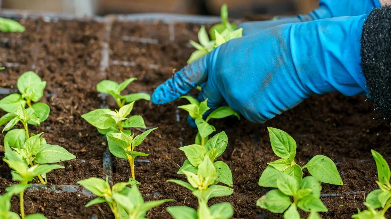 медиасток.рф