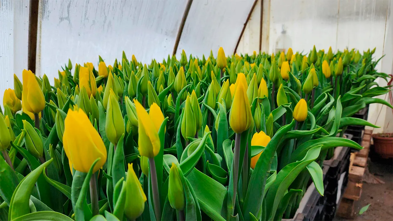 Станислав Орлов