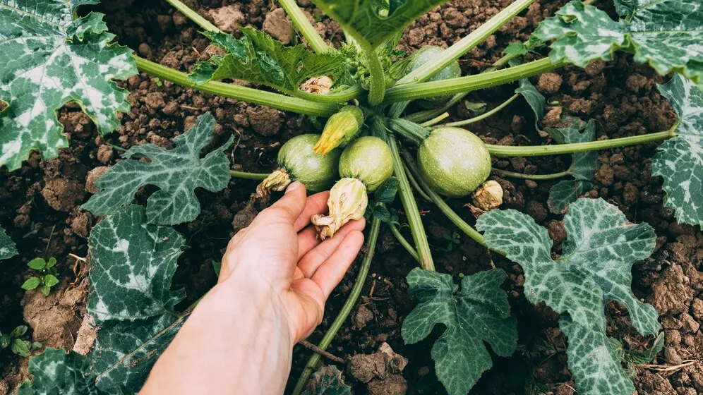 Фото: freepik.com