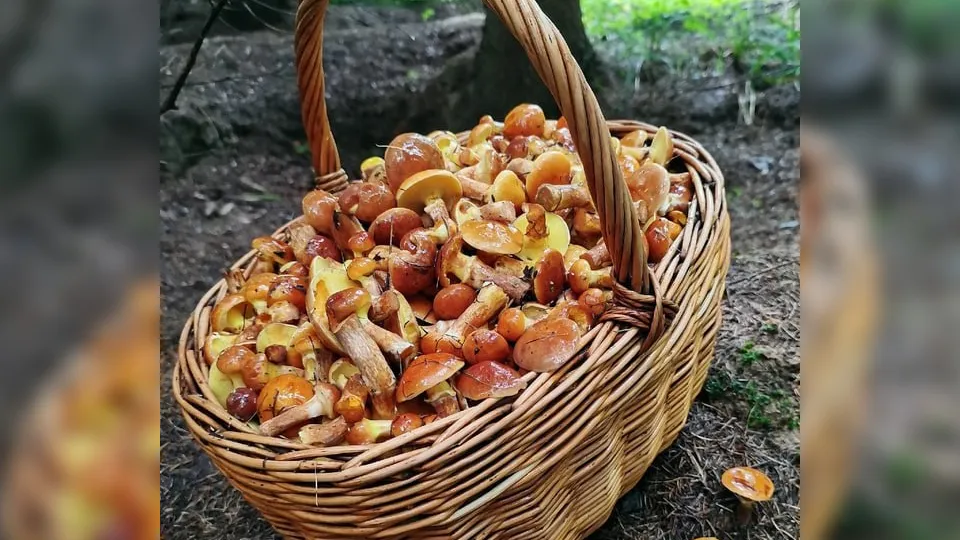 Фото: Константин Кошелев