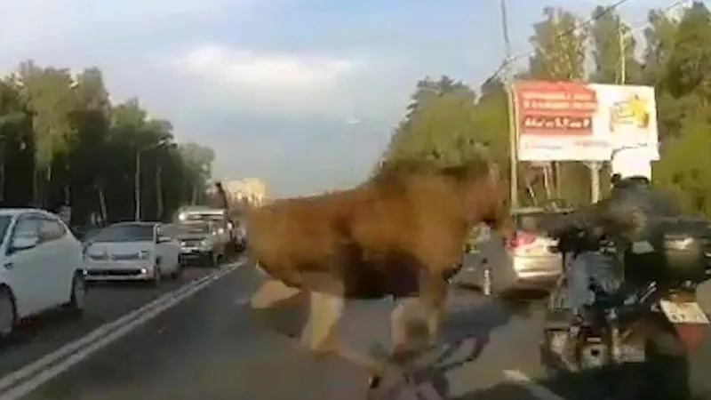 Лось врезался в мотоциклиста на Щелковском шоссе