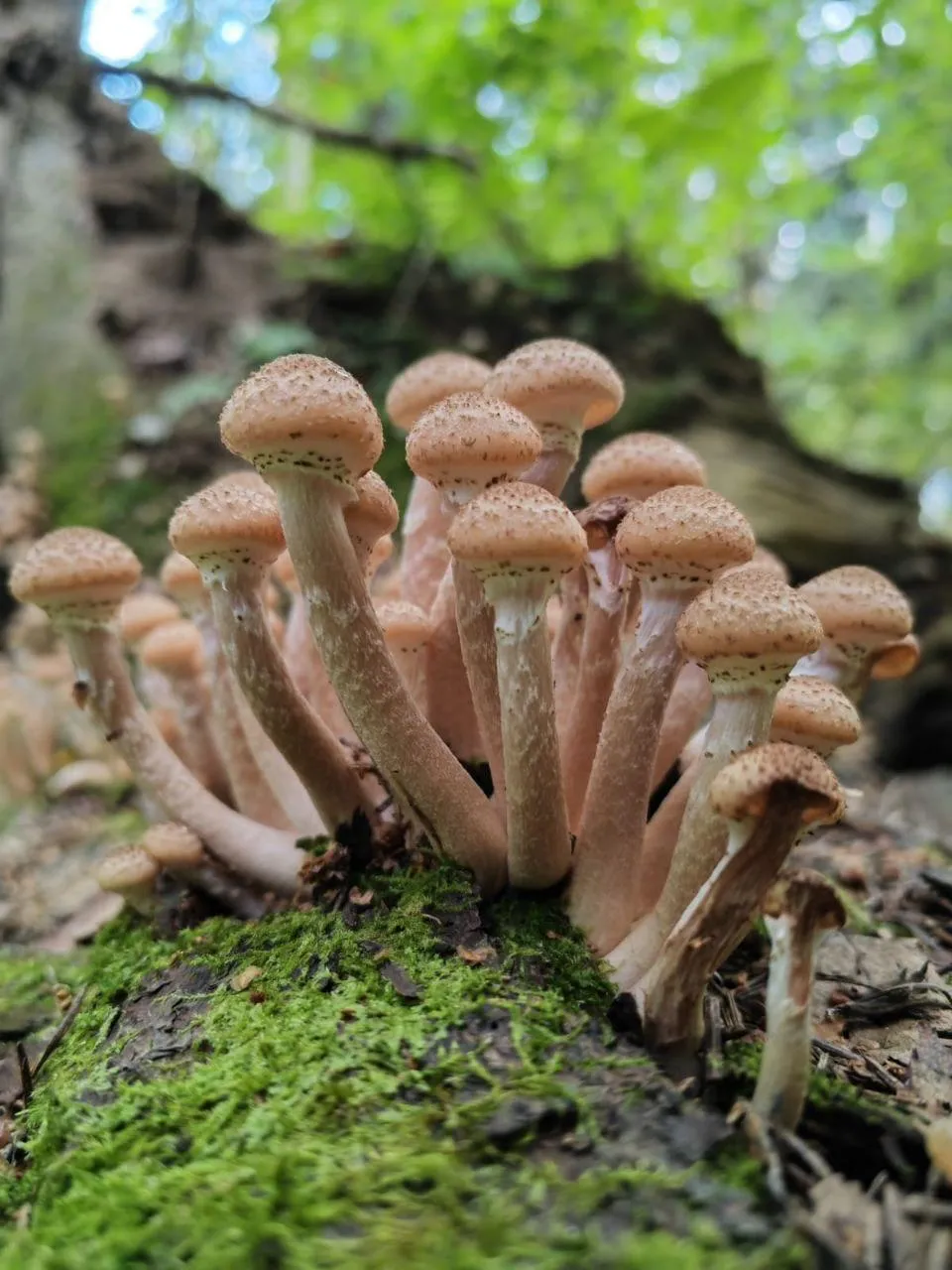 Мария Панина