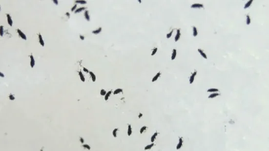 Фото: Ульянов А.И.