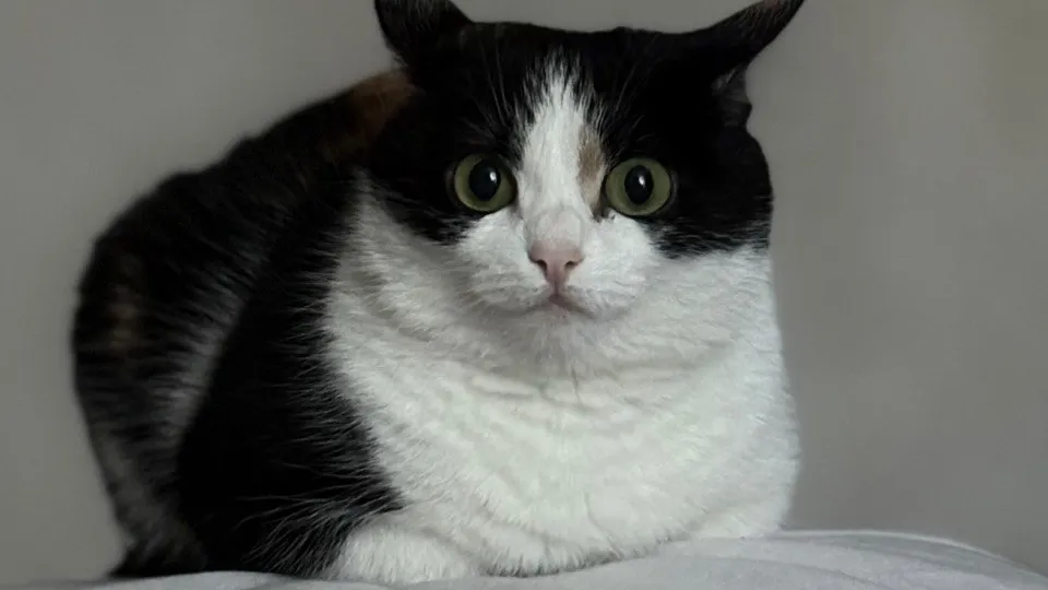 Фото: REGIONS/Полина Крачун