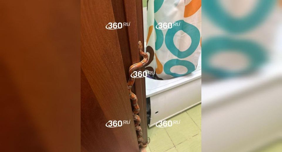 Змея пробралась в ванную к жительнице в Балашихе