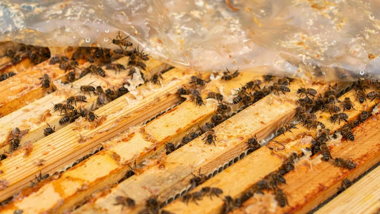 медиасток.рф