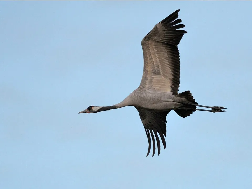 Серый журавль. Фото: МедиаБанк Подмосковья/Евгений Рой
