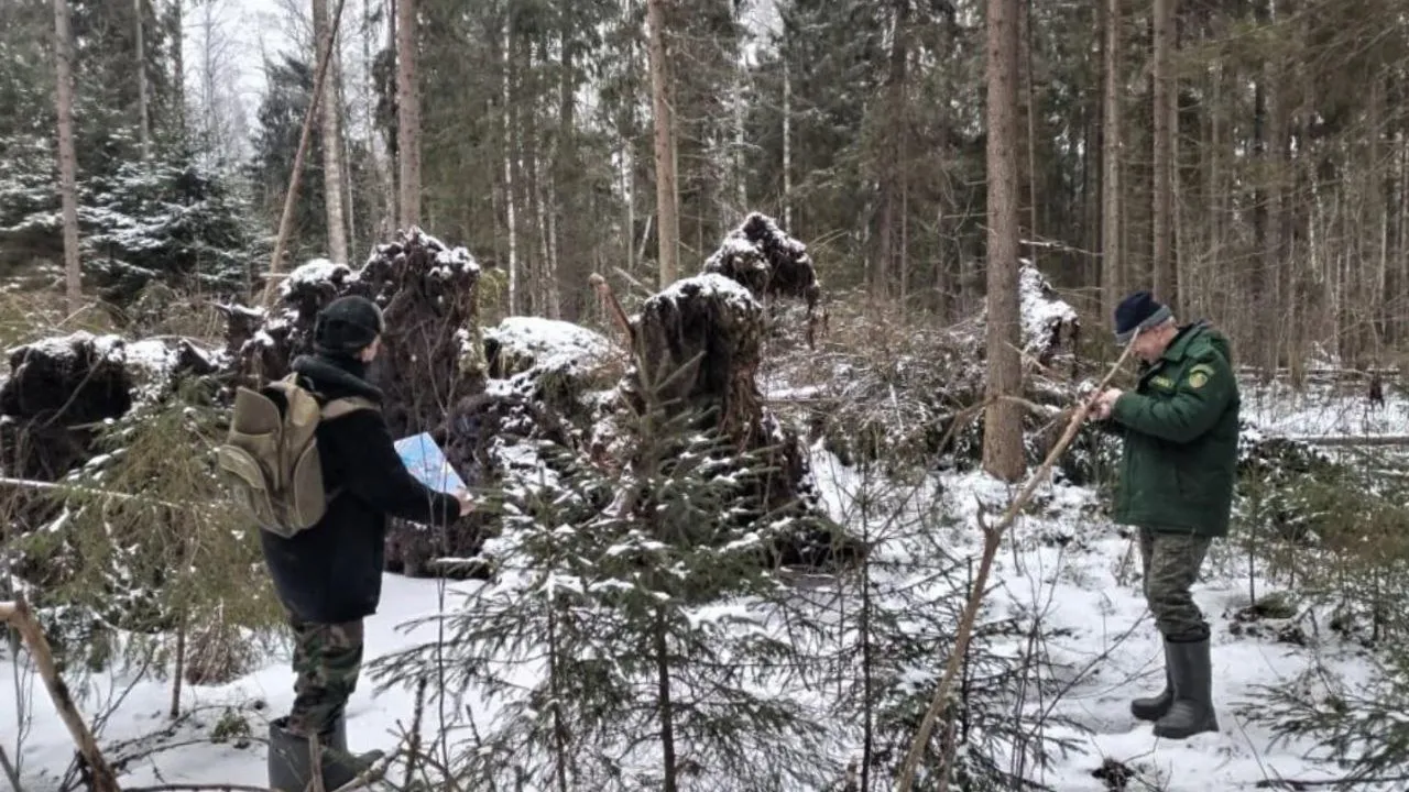 Фото: Комитет лесного хозяйства МО