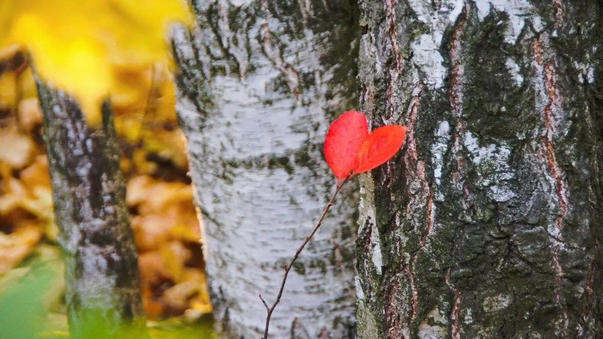 Комитет лесного хозяйства МО