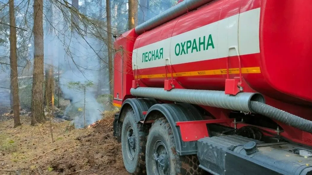 Фото: Комитет лесного хозяйства Московской области