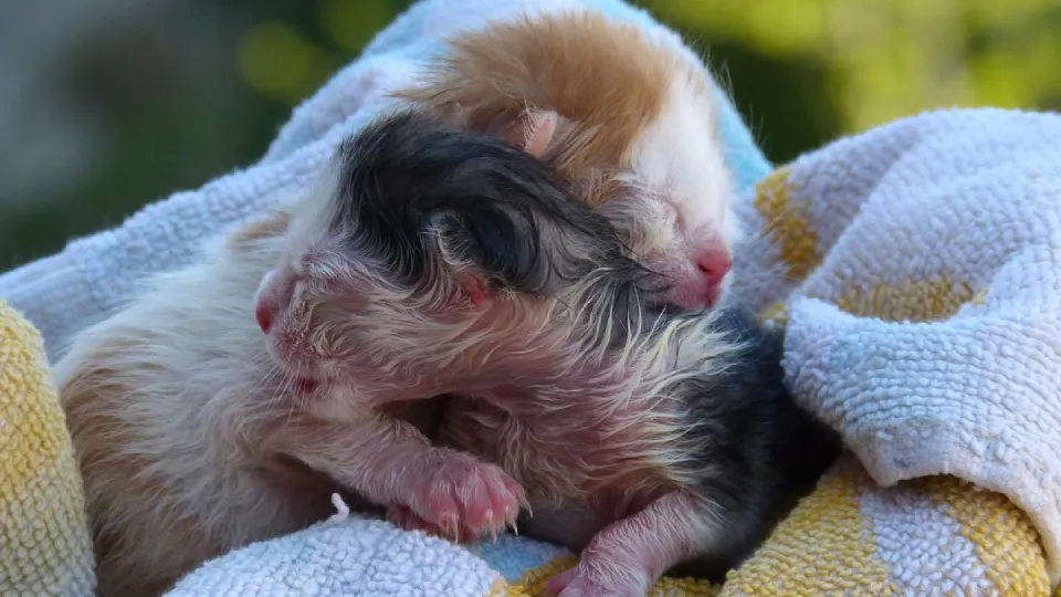 Фото: pxhere.com