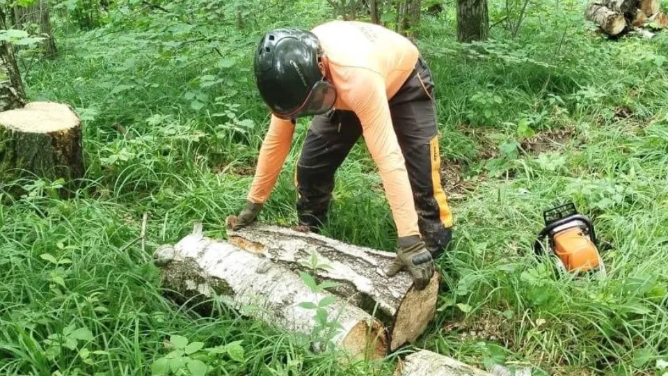 Фото: Комитет лесного хозяйства МО