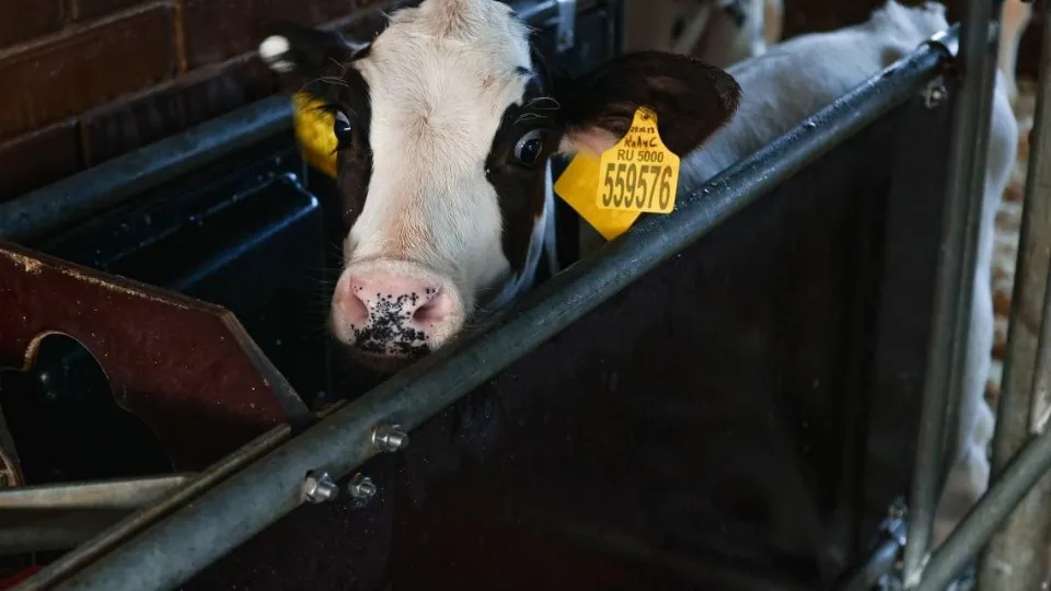 Фото: Пресс-служба администрации городского округа Коломна