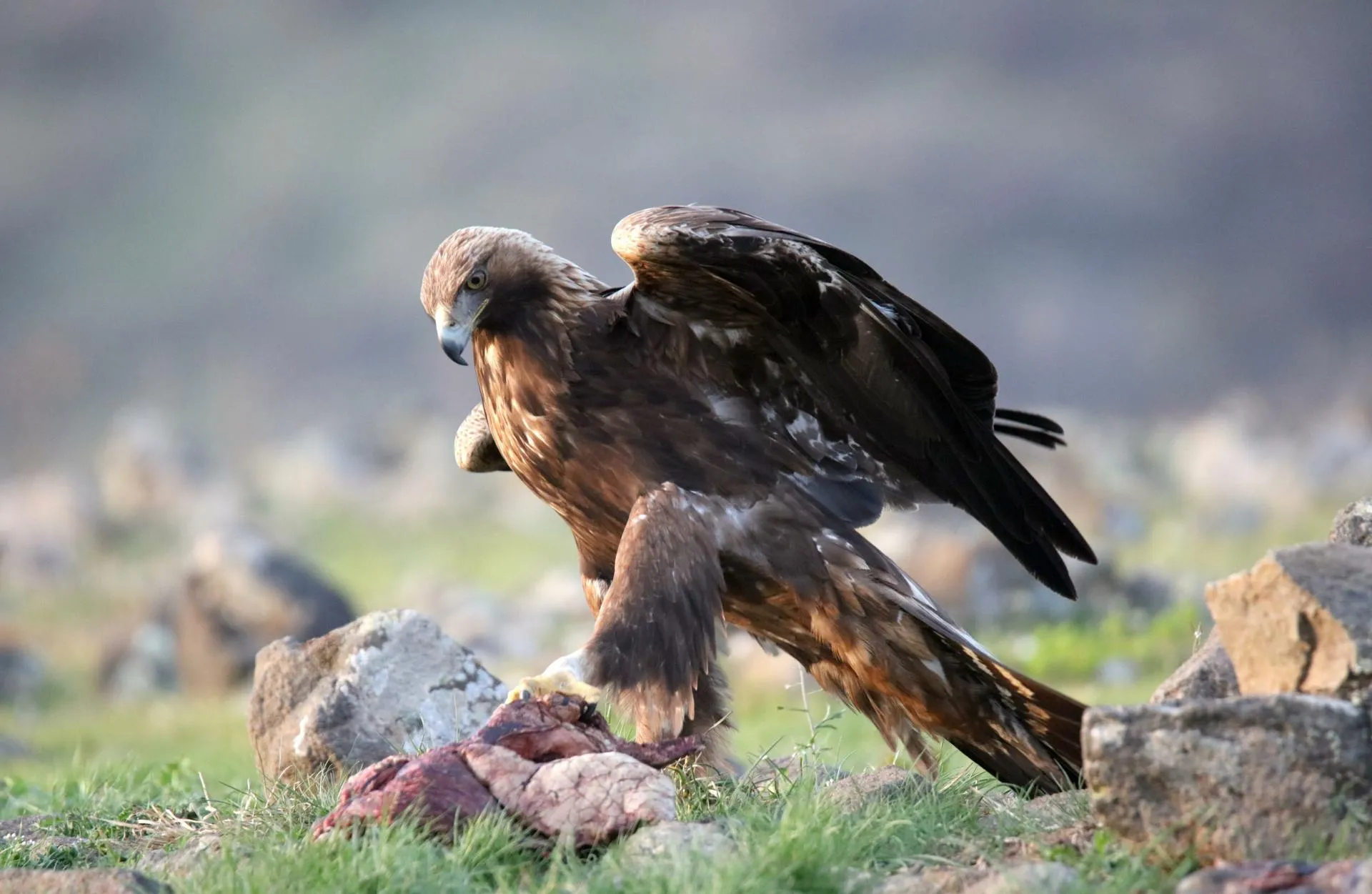 Photoagency Interpress