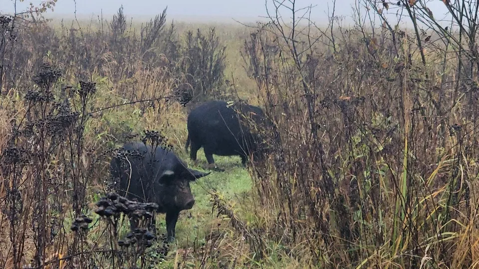 Фото: МедиаБанк Подмосковья/Александр Степушкин