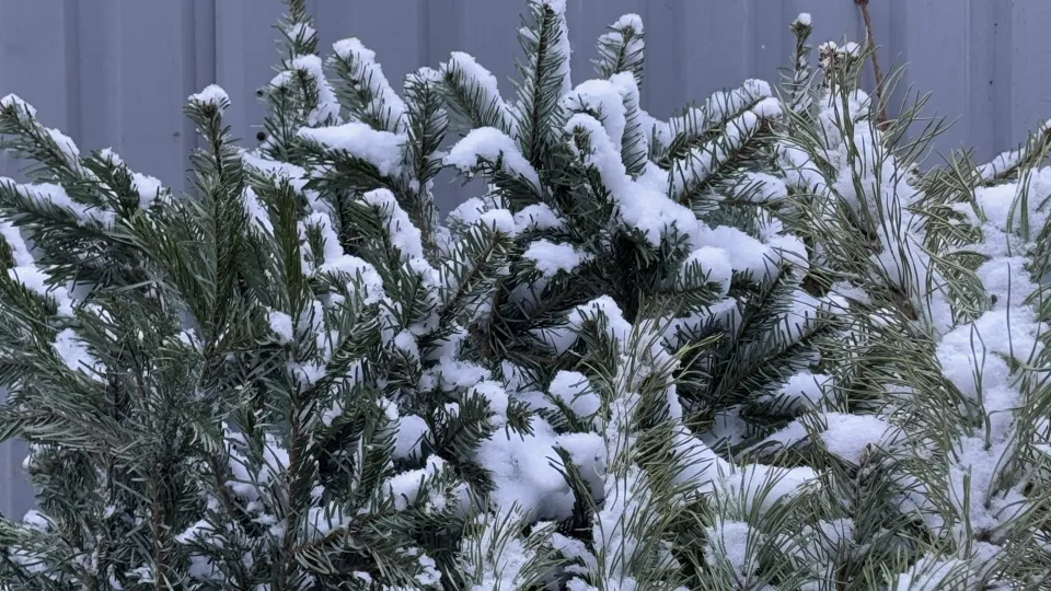 Мария Шматкова