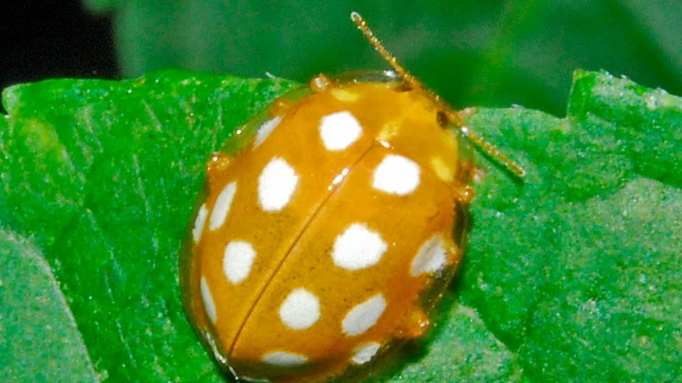 Фото: commons.wikimedia.org/Hectonichus