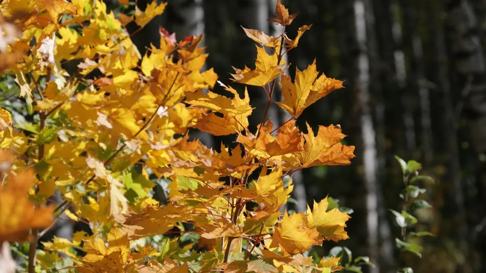 Фото: REGIONS/Алексей Селиверстов